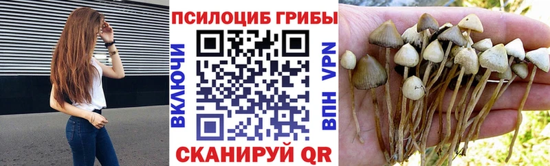 наркотики Зеленогорск Псилоцибиновые грибы Magic Shrooms
