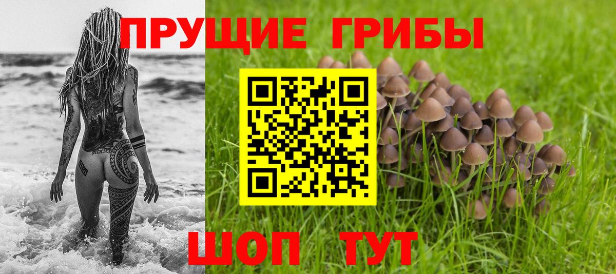 Галлюциногенные грибы Psilocybe  Вход с VPN  Зеленогорск 